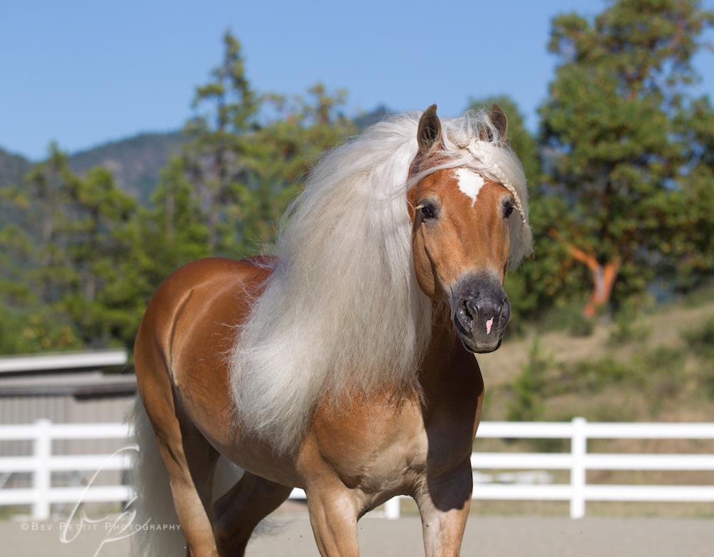 Maximotion WSF - Haflinger Stallion